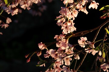 福岡市の舞鶴公園の夜桜