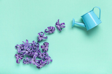 Mini watering can with petals of hyacinth flower on turquoise background. Closeup