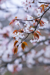 雨の日の綺麗に咲いた山桜の花 ヤマザクラ