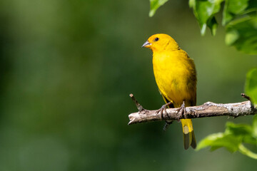 A male of Saffron Finch also known as Canario or Chirigue Azafranado perched on the branch. Species...