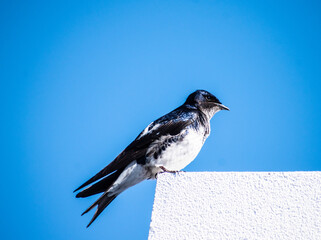 Ave migratoria, la golondrina azul es un pájaro pequeño con vivos colores azules en sus alas. El...