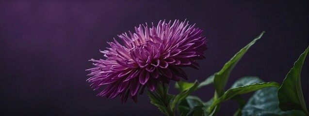 A close-up view of a vibrant purple flower standing out against a lush purple background, creating a visually striking contrast - obrazy, fototapety, plakaty