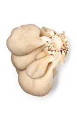 Fresh oyster mushrooms on white background
