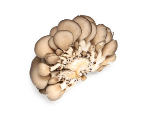 Raw oyster mushrooms on white background