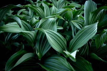 Green Helleboro Leaves Spread Out in Thick Grouping