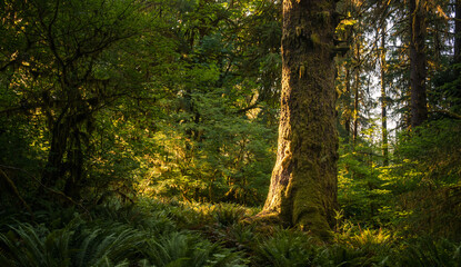 Golden Light Warms The Back of Mossy Trunk Surrounded By Ferns