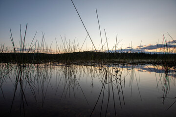 Sunset view over a lake through the reeds.