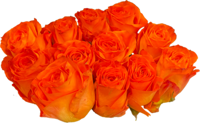 orange roses isolated png