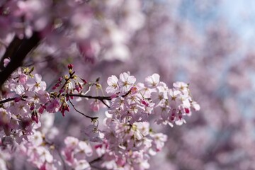 光を浴びて輝く満開の淡いピンクの桜の花