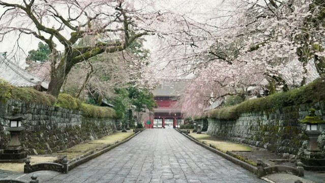 Move ahead and admire the cherry blossoms along the roadside at Taisekiji temple, Kamijo, Fujinomiya, Shizuoka, Japan