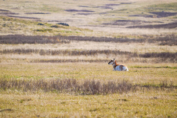 Obraz na płótnie Canvas Pronghorn Laying In Field