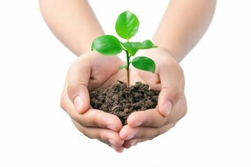 Hands holding a green sapling, Earth Day concept on white background, digital illustration