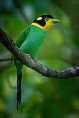 Long Tailed Broad Bill 