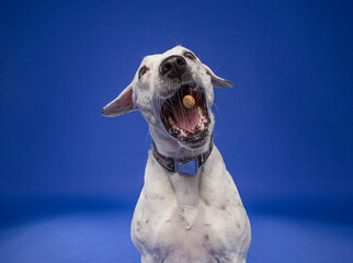 studio shot of a cute dog on an isolated background - 776628933