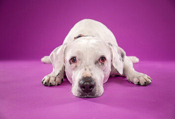 studio shot of a cute dog on an isolated background - 776628953