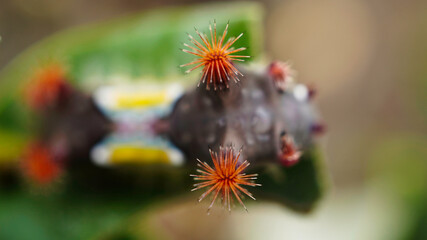 Grey LIMACODIDAE  . Slug Moths Caterpillars . Cup Moths Caterpillars. Sydney nsw Australia.