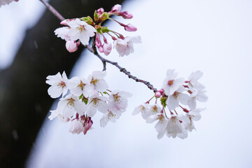 雨の日の綺麗に咲いた桜の花 ソメイヨシノ