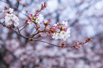 雨の日の綺麗に咲いた桜の花 ソメイヨシノ