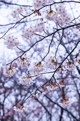 雨の日の綺麗に咲いた桜の花 ソメイヨシノ