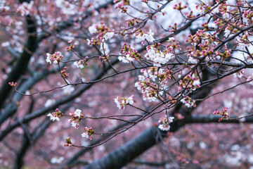 雨の日の綺麗に咲いた桜の花 ソメイヨシノ