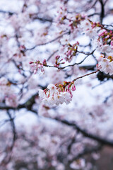 雨の日の綺麗に咲いた桜の花 ソメイヨシノ