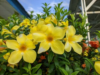 Allamanda cathartica flower in tropical nature