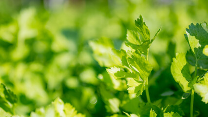 Vegetable in the ogarnic farm