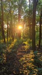 Obraz premium A panoramic view of a forest at sunset, with sunlight filtering through the leaves and casting a warm glow on the forest floor