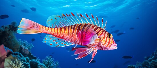 A lionfish gracefully glides through the underwater world filled with colorful corals and vibrant sponges