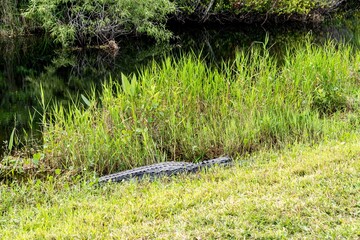 The Everglades - The area near Bobcat Trail on the Miami side of the Everglades