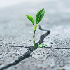 Close-up of a plant growing through cracks in concrete representing resilience and growth in challenging business environments