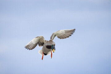 Male mallard duck Anas platyrhynchos in flight approaching landing