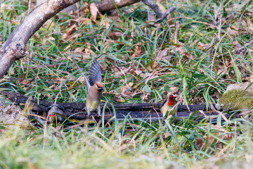 木のウロに溜まった水を飲むために集まり、時に争う美しいヒレンジャクとキレンジャクの群れ（レンジャク科）。

日本国埼玉県熊谷市、荒川大麻生公園にて。
2024年3月30日撮影。

A flock of beautiful Japanese Waxwing (Bombycilla japonica) and Bohemian waxwing (Bombycilla garrulus) (family