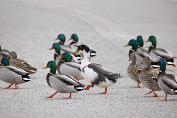Many mallard ducks Anas platyrhynchos walking with a larger hybrid duck