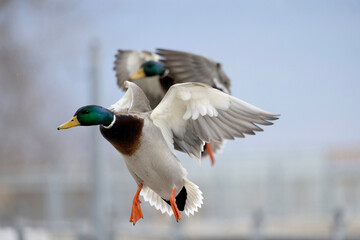 Two male mallard ducks Anas platyrhynchos in flight as they approach landing © Annette Buchkowski