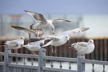 Multiple Juvenile Ringbilled Gulls Larus