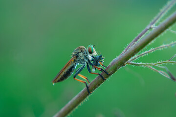 The robber fly or Asilidae was eating its prey on the branch of a grumble
