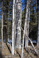 Winter's Embrace: Serene Forest in Snowfall