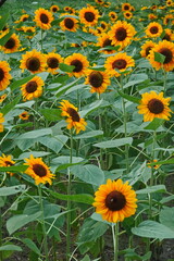 Field of sunflowers with the bright sunlight. Sunflower photos on the rear. Sunflowers are the flowers like sunny