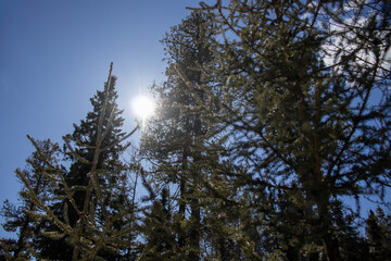 Obraz premium Sunlight Filtering Through Forest Canopy