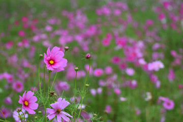 Pink cosmos flower field in winter.