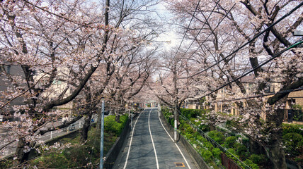 Fototapeta na wymiar 坂道と桜並木