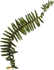 pressed dried fern leaf isolated 