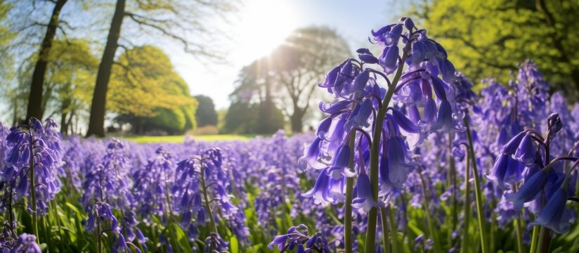 Lush bluebells bloom in a sunlit field, creating a vibrant and colorful natural scene under the warm sunlight