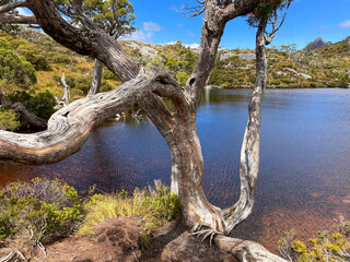 Wombat pool looking glass