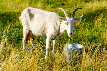 A goat is standing in a field and drinking from a bucket