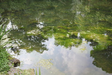 Summer green trees reflecting on the surface of the pond.