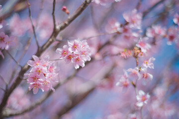 Obraz premium 満開の桜