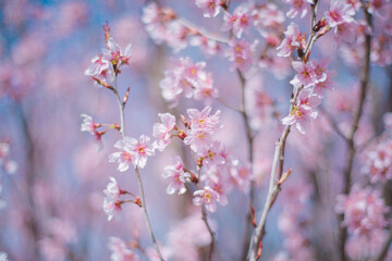 Obraz premium 満開の桜