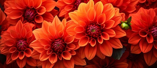 Numerous bright orange flowers are grouped together in a beautiful cluster with green leaves, creating a vibrant and colorful display - obrazy, fototapety, plakaty